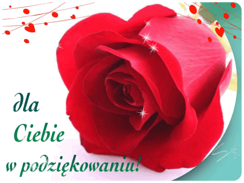 Kwiat róży w podziękowaniu